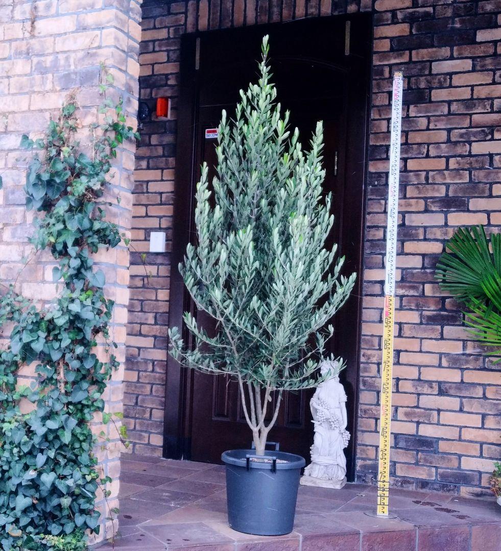 オリーブ 剪定枝 太枝 極太 太木挿し 挿し木 2本 オリーブ太木挿