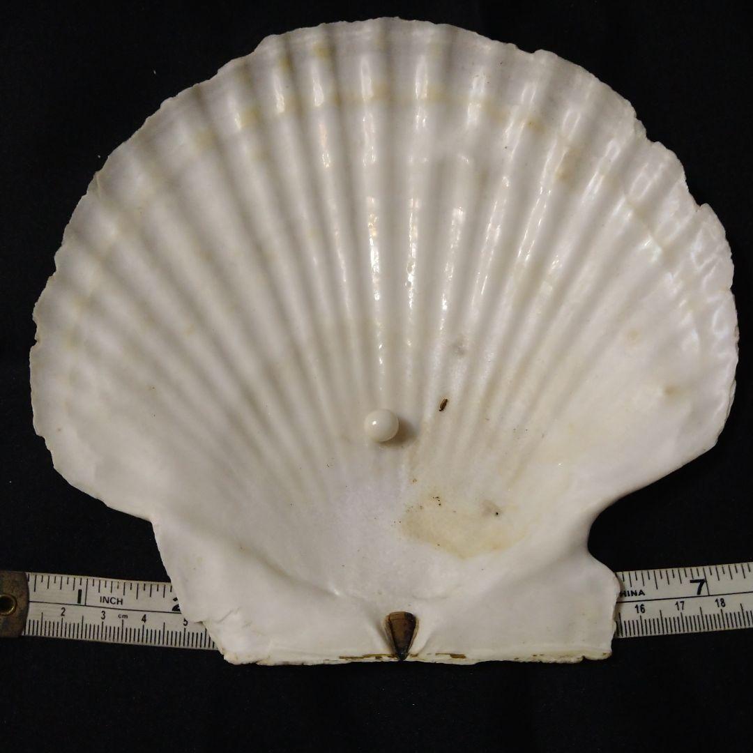 スキャロップパール (天然帆立貝から希少な大きなパール)、鑑定書付き