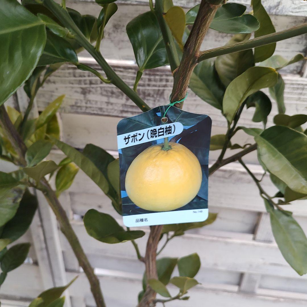 ドットさま専用 他の方は買えません