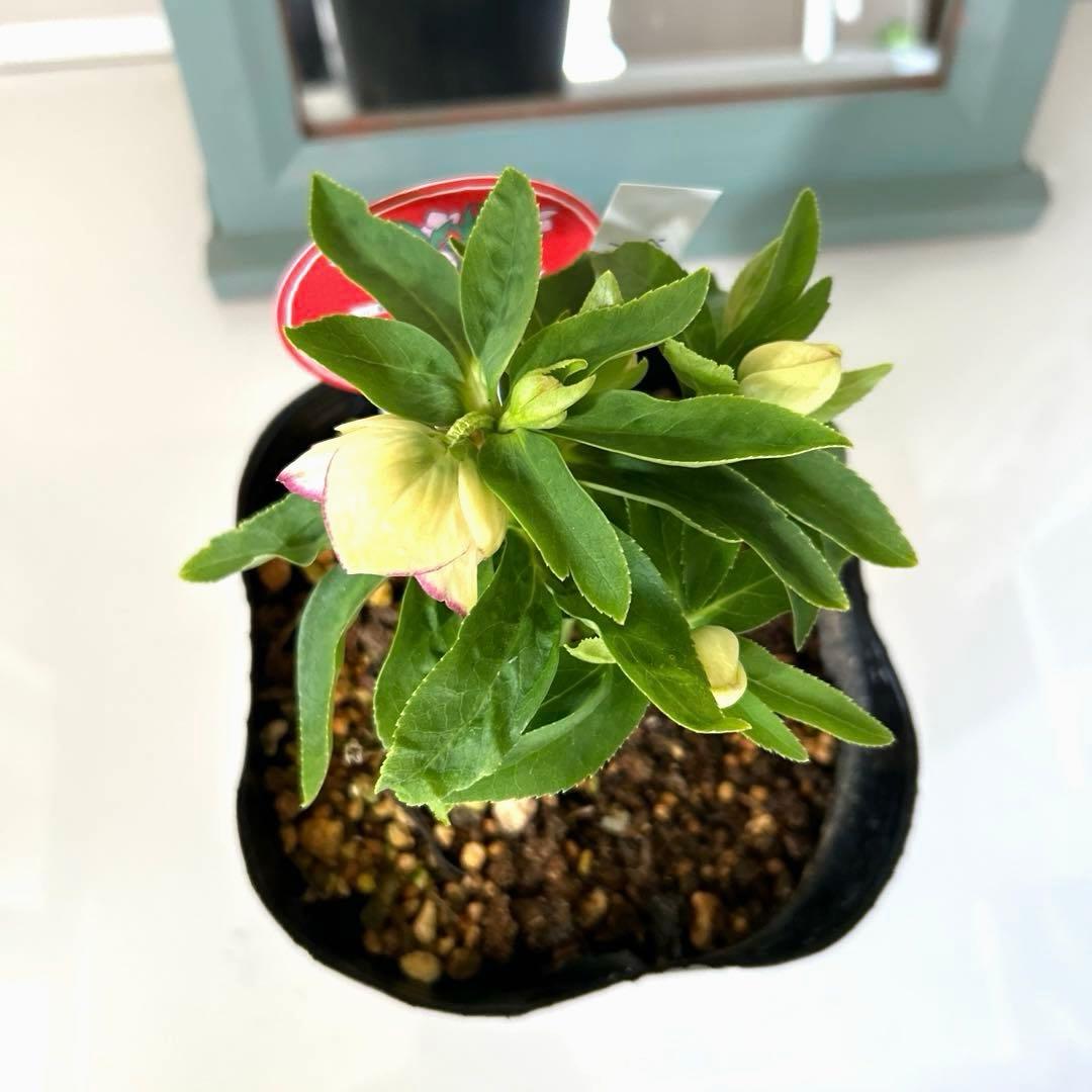 横山園芸】クリスマスローズ ベビードール プチドール《1/31》 - メルカリ