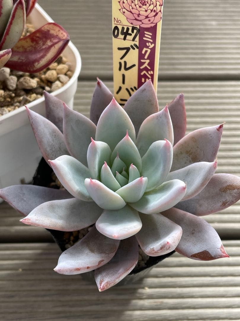 くまどり ブルーバニラ 札付き ミックスベリア 多肉植物 - メルカリ