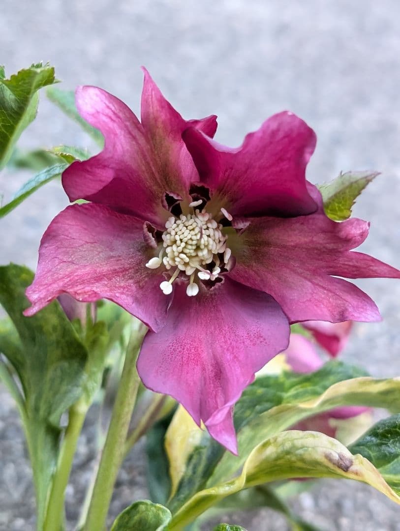 クリスマスローズ 斑入り 変わり咲き パープルレッド 花