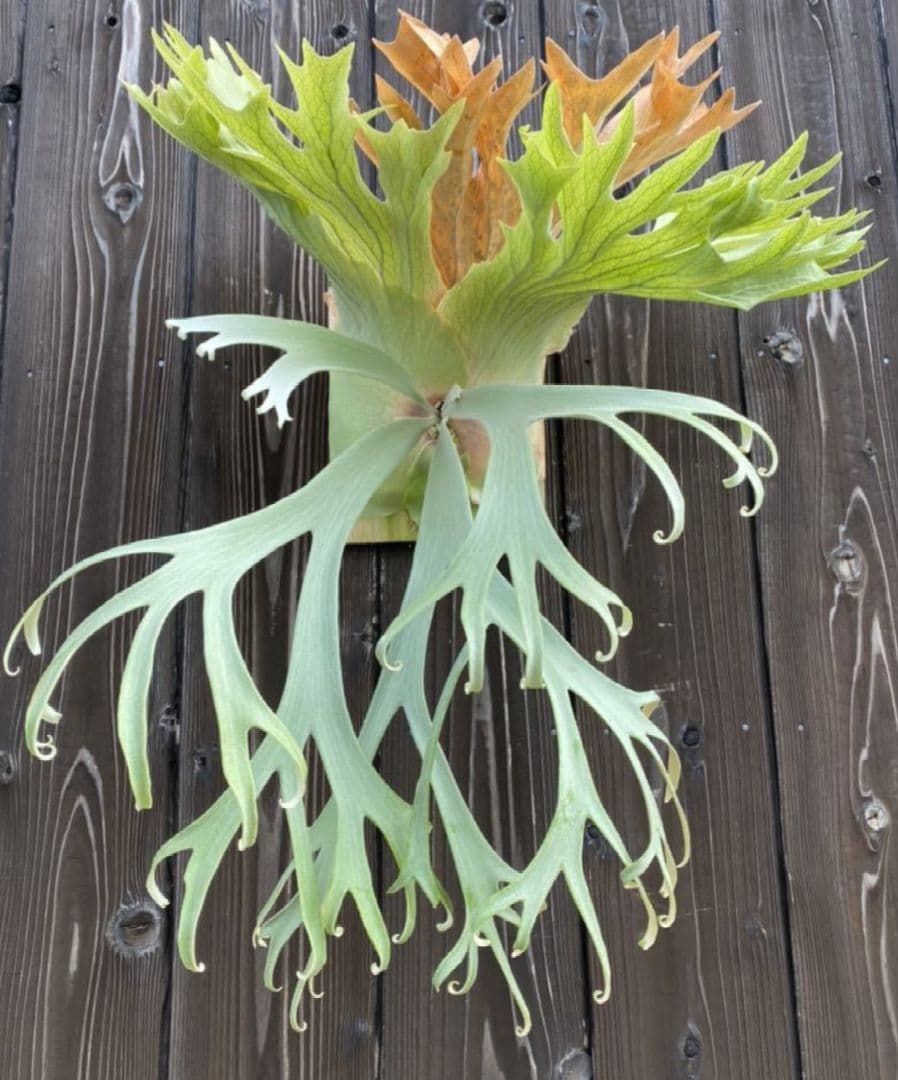 ビカクシダ☆ウィリンキー☆willinckii Gn. Argopuro - メルカリ