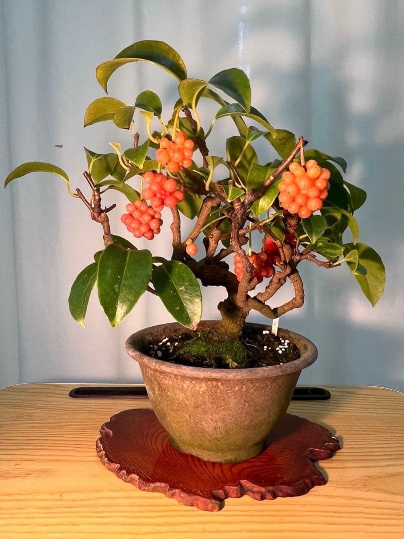 美男カズラ ビナンカズラ 珊瑚礁