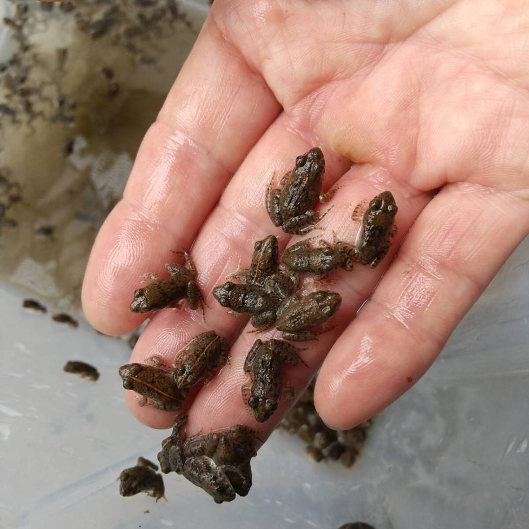 冷凍餌 極小サイズ 10匹 胴長1.5cm以下 ヌマガエル エサ用蛙 ヘビ 蛇