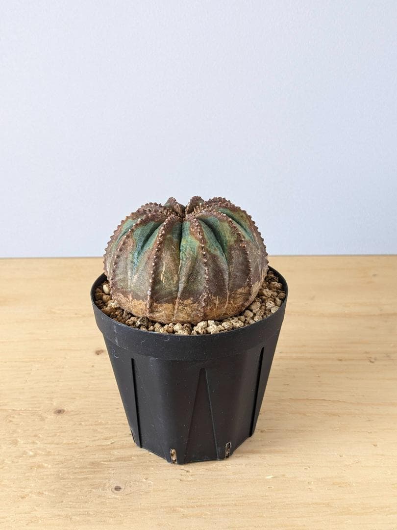 ユーフォルビア オベサ 木質化 大株 - メルカリ