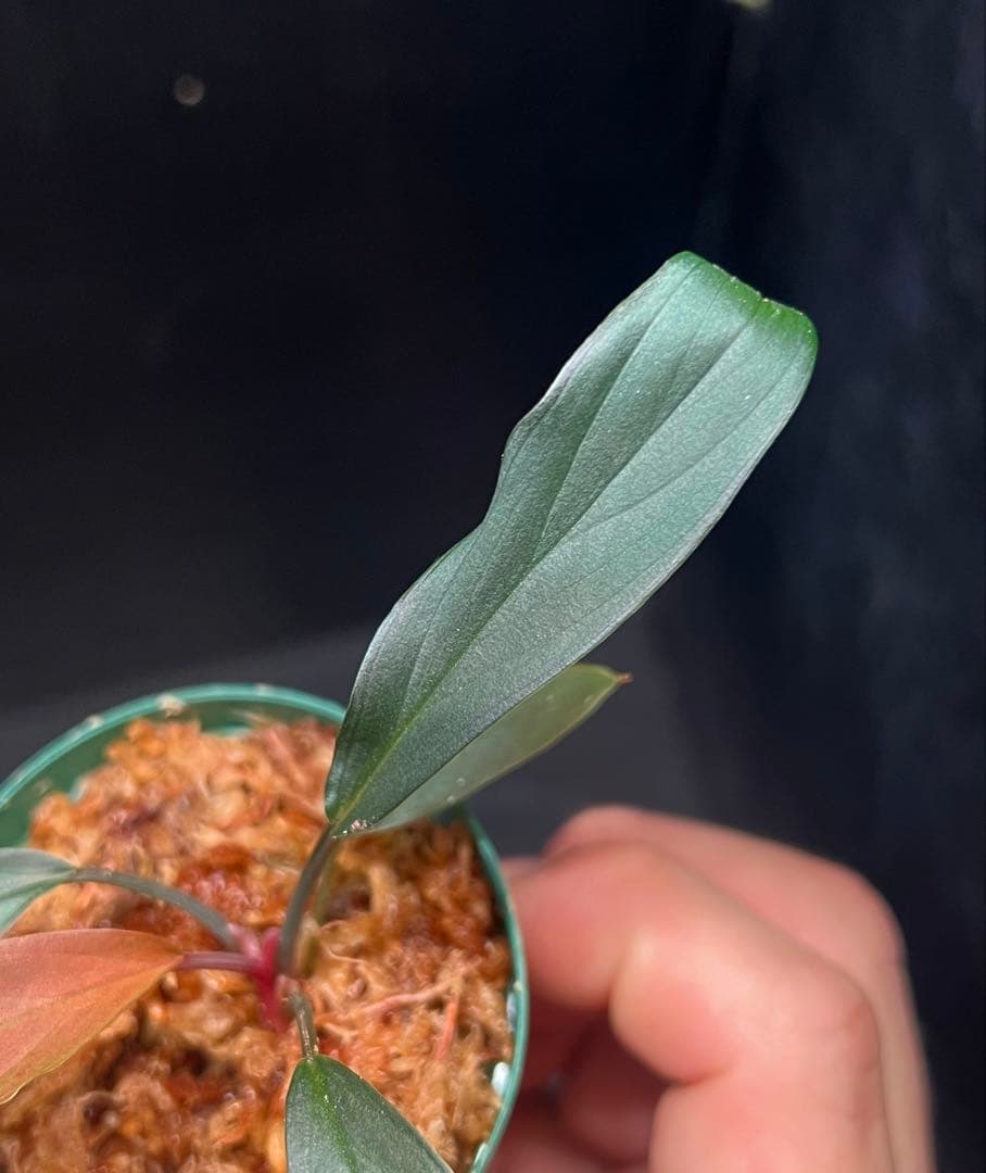 Y*i様 Homalomena sp. “濡烏” 【LA0518-02】　熱帯植