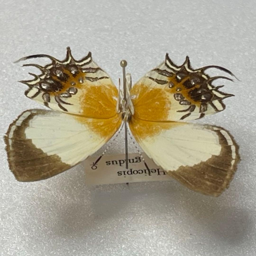 ミツオシジミタテハ雌