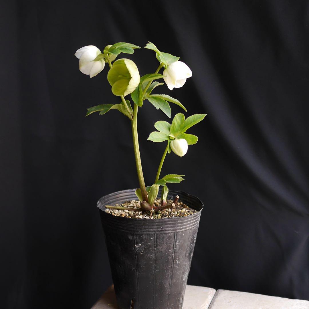 11335 深カップ縦ネク ホワイトセミダブル クリスマスローズ 開花株の