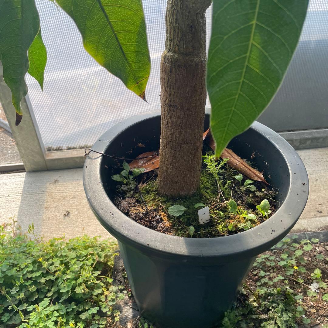 マンゴー苗品種リリー10号 特大