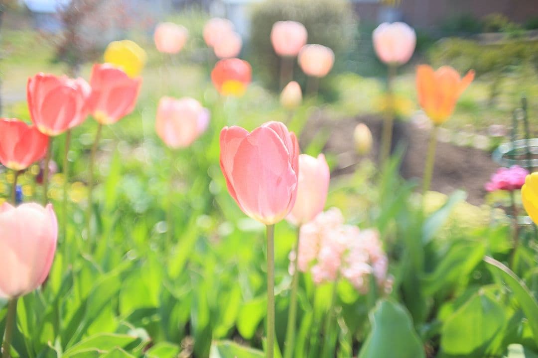 《希少》KINO PRECISION KIRON 28mm F2 MC【良品】