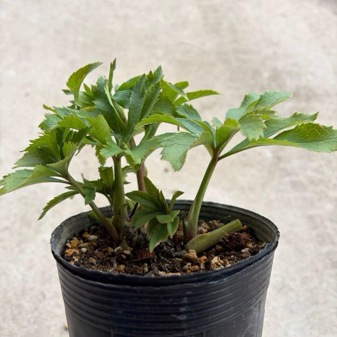 010 クリスマスローズ 開花株 dd小輪ライムグリーン - メルカリ