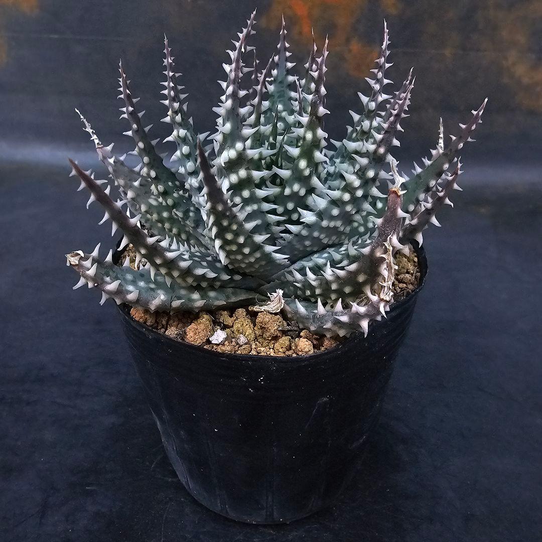 メルカリ便発送☆多肉植物 アロエ属 プラテンシス(実生選抜S4のカキコ