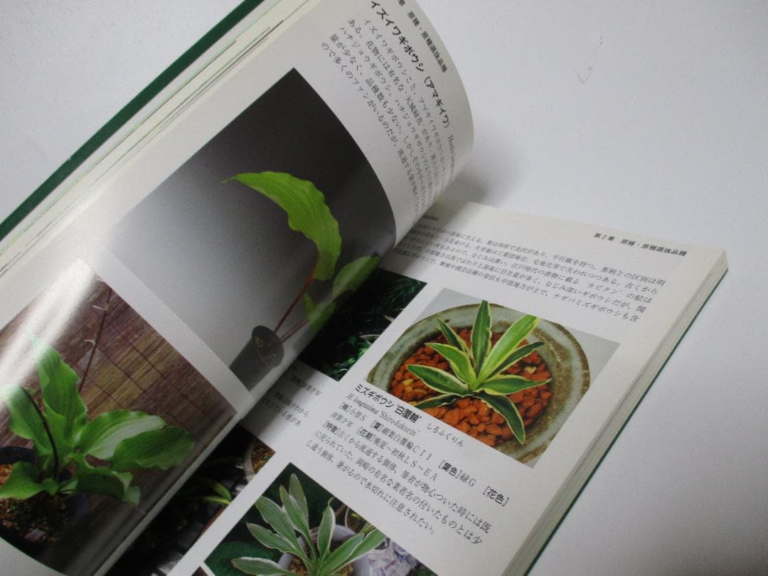 ギボウシ図鑑 - メルカリ