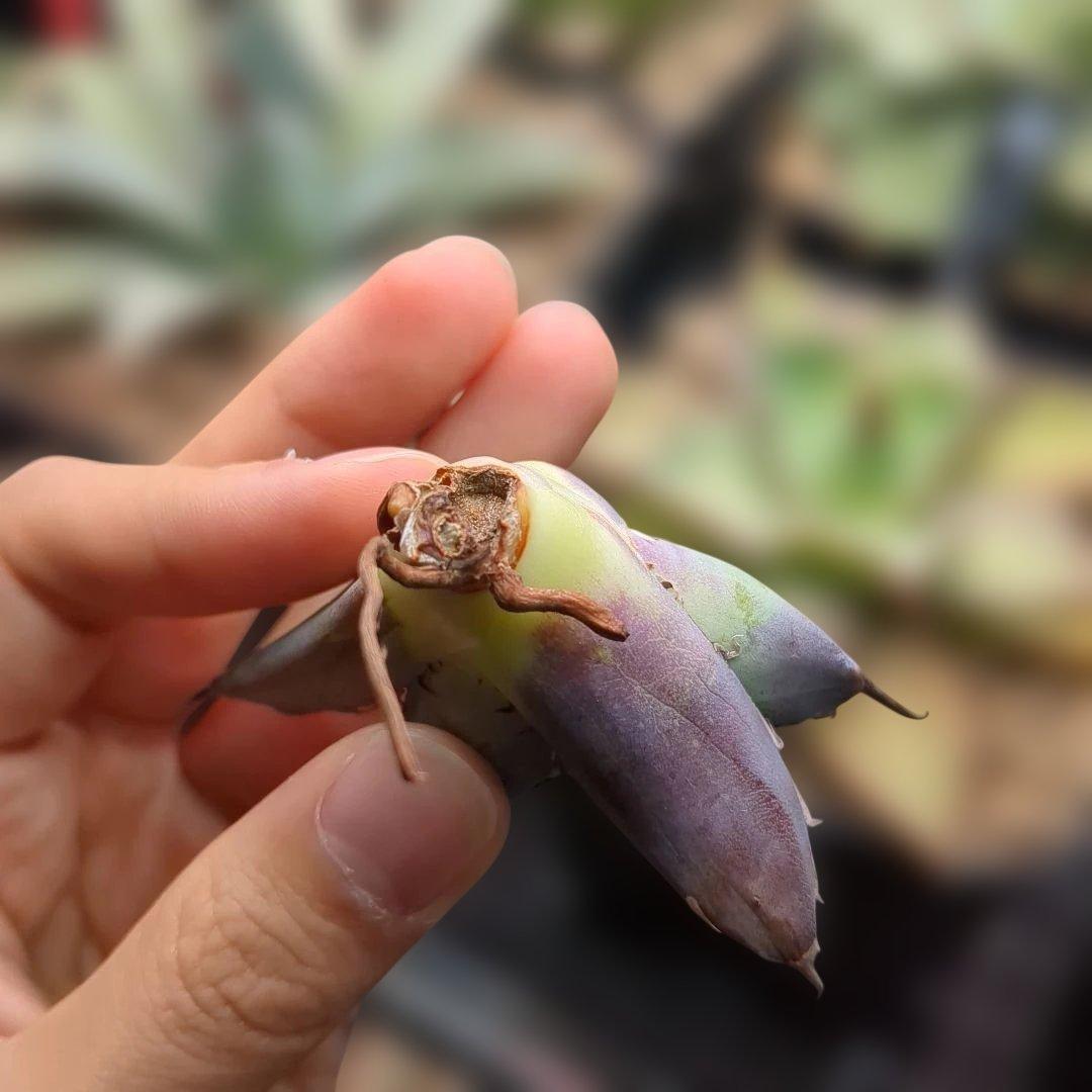 黒鯨＋悪魔bb 速達 - メルカリ