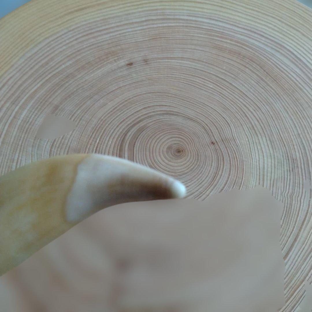 熊牙キーホルダー約8cm ヒグマの牙 ヒグマ 羆 魔除け 災難除け - メルカリ