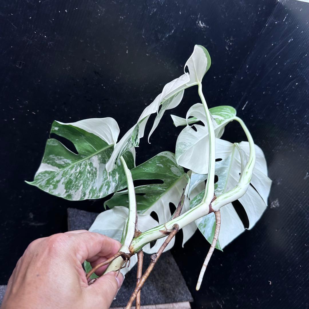 o*z様 斑入りモンステラホワイトタイガー47cm 大型葉 極美株