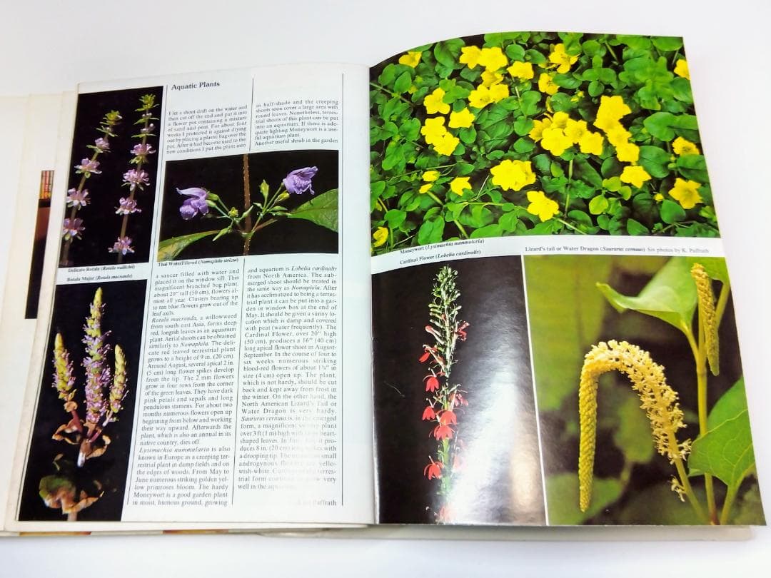 k*i様 希少古書 1972年～ テトラ 世界のアクアリウム情報誌 創刊号 No