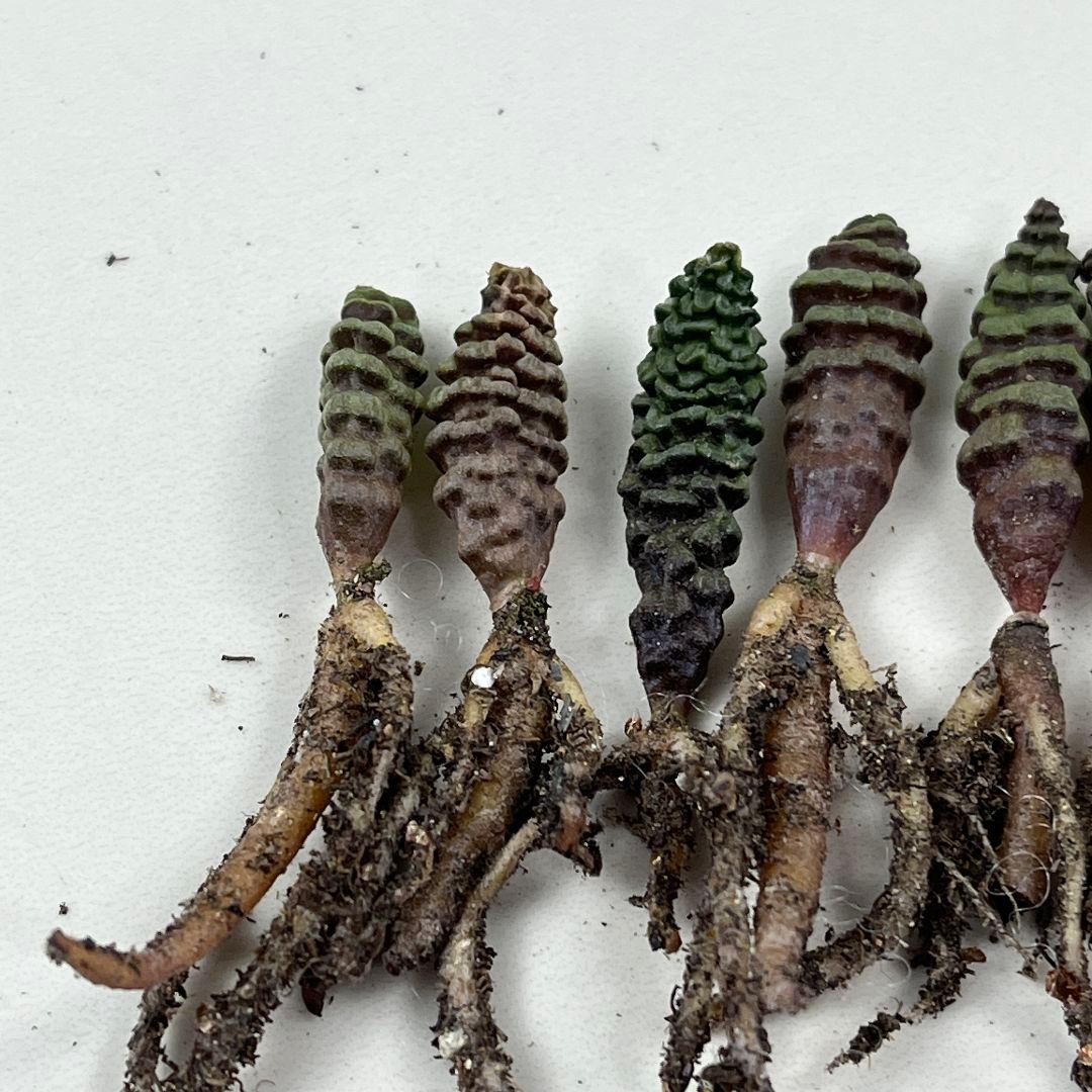 E10珍奇植物 多肉植物 つくし玉 /ブルビネ・ブルインシー 実生株 10株