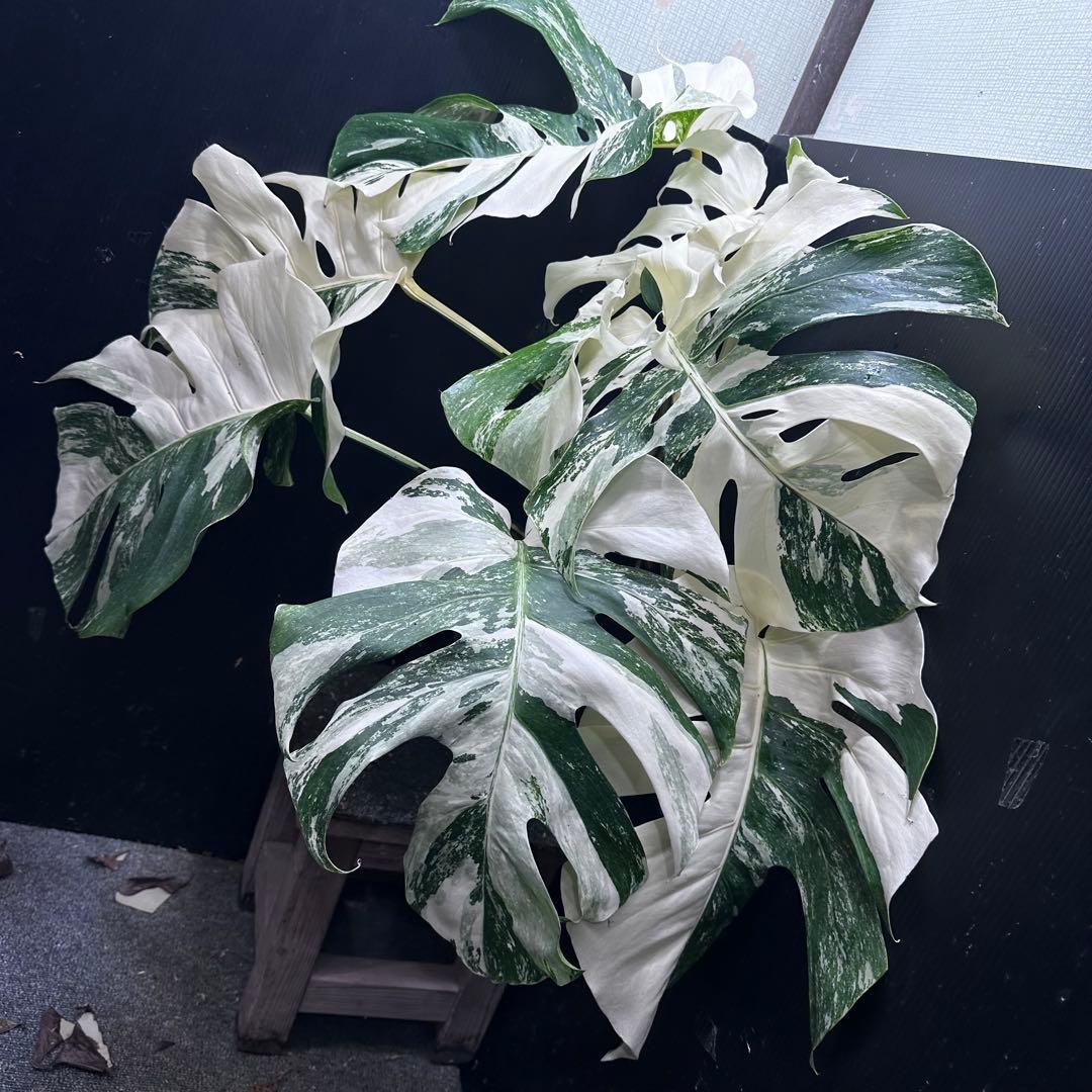 斑入りモンステラ ホワイトタイガー極美大株74cm白斑多 - メルカリ