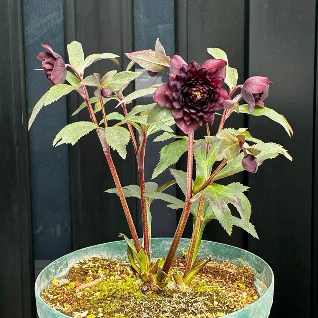 ま*こ様 3552☘️蕾花付き☘️親株☘️⭐️クレオパトラ⭐️小中輪⭐️超多弁⭐