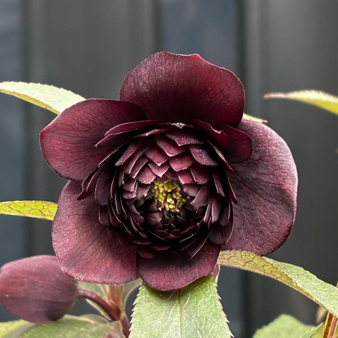 ま*こ様 3552☘️蕾花付き☘️親株☘️⭐️クレオパトラ⭐️小中輪⭐️超多弁⭐