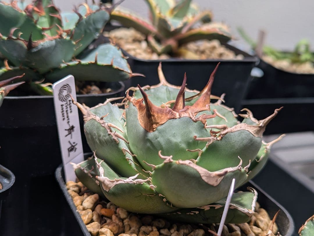 チタノタ「アオガラ 青雀」めちゃくちゃ綺麗な株 タグ鉢付き発送 チタノタ「アオガラ 青雀」めちゃくちゃ綺麗な株 タグ鉢付き発送