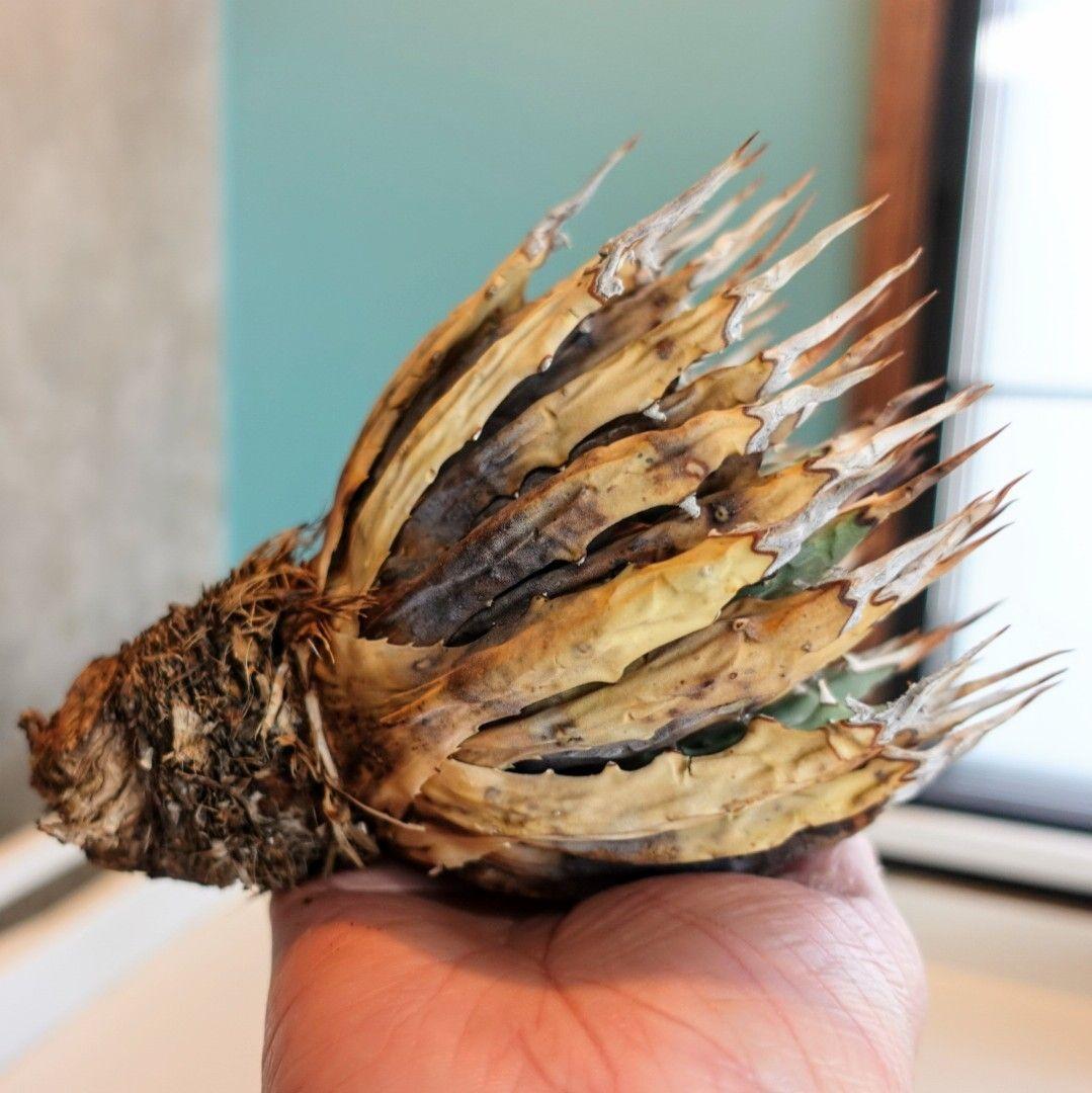 リ*ゴ様 【年末大サービス出品】陽炎・エボリスピナ/ベアルート株