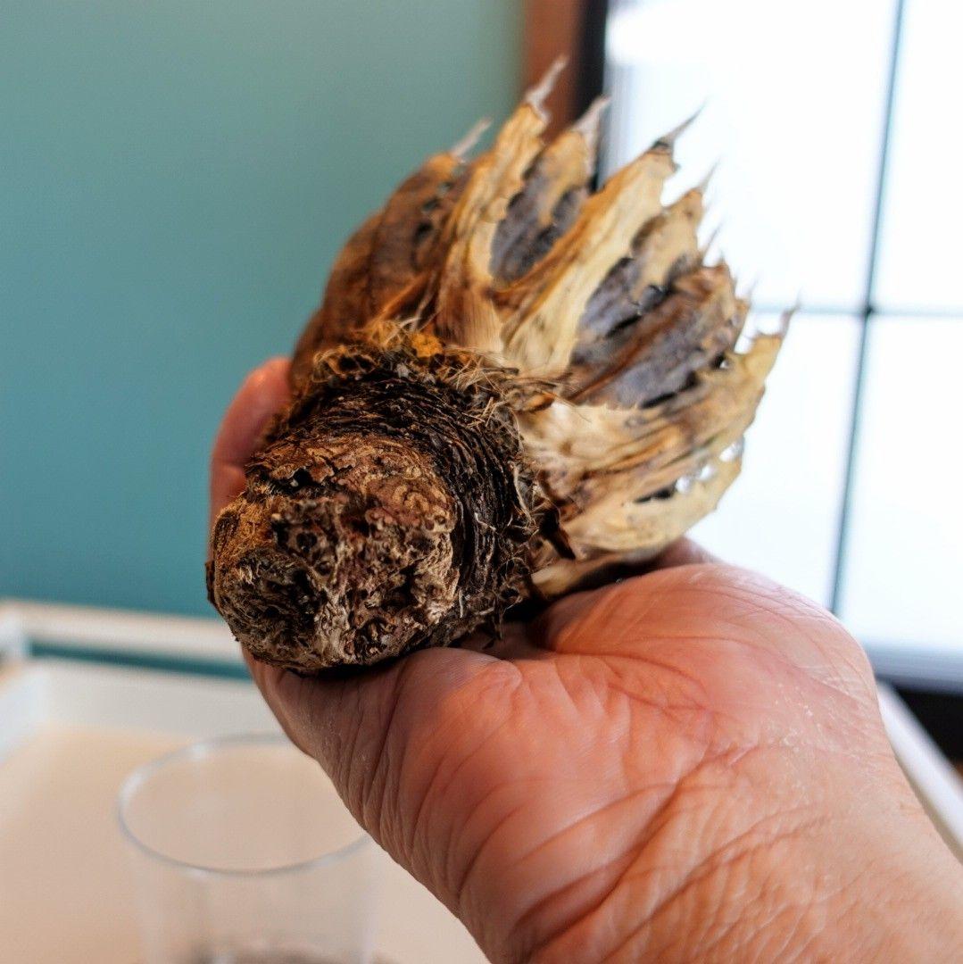 リ*ゴ様 【年末大サービス出品】陽炎・エボリスピナ/ベアルート株