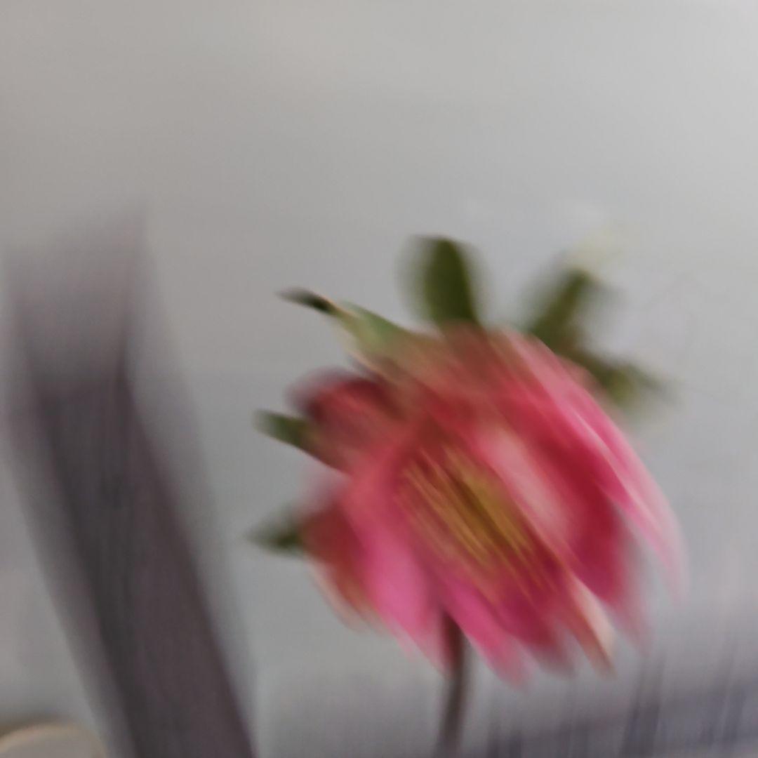 ごまたまご様ご購入苗㉖-205㉖-92クリスマスローズ - 花人気