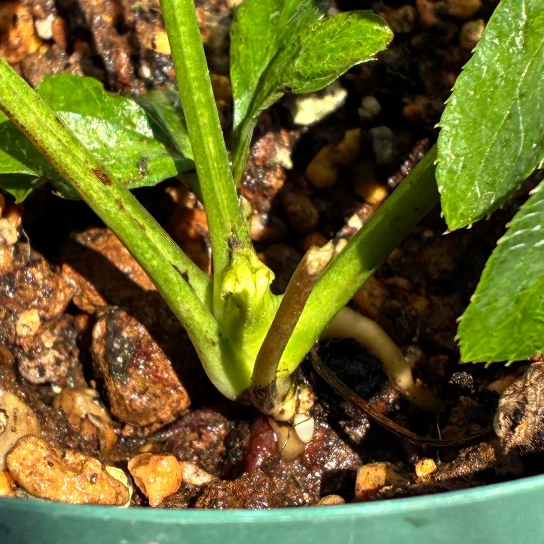 ガ*ル様 ☘️限定1株☘️未株分け☘️極上☘️3352⭐️真ブラック⭐️激スレー