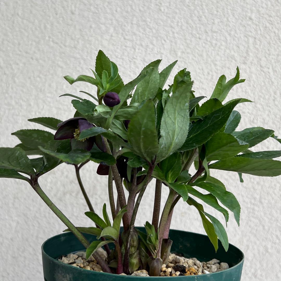 クロアチカス 原種 クリスマスローズ 開花苗 ベイン 小輪 sd - メルカリ