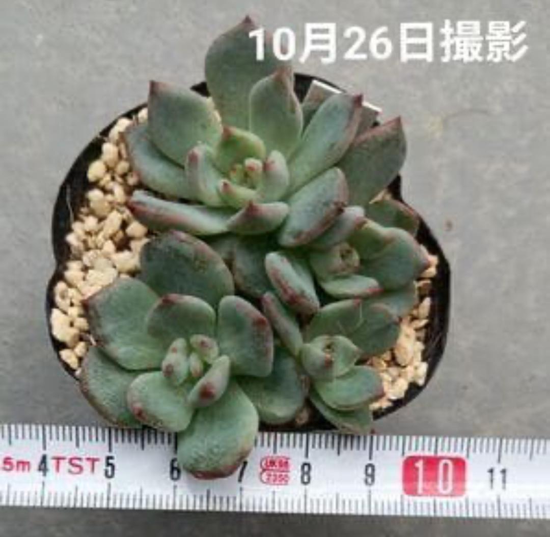 多肉植物 緑色 直径約7cm 多肉植物：ハオルチア グリーンオブツーサhyb.*幅7cm : 遊恵盆栽