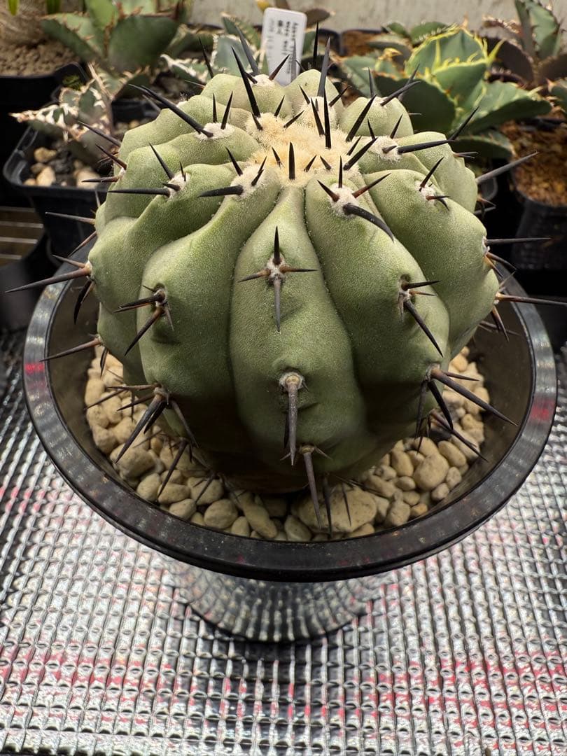 週末限定価格！黒王丸　白肌　厳選　コレクション　多陵　シネレア　特大