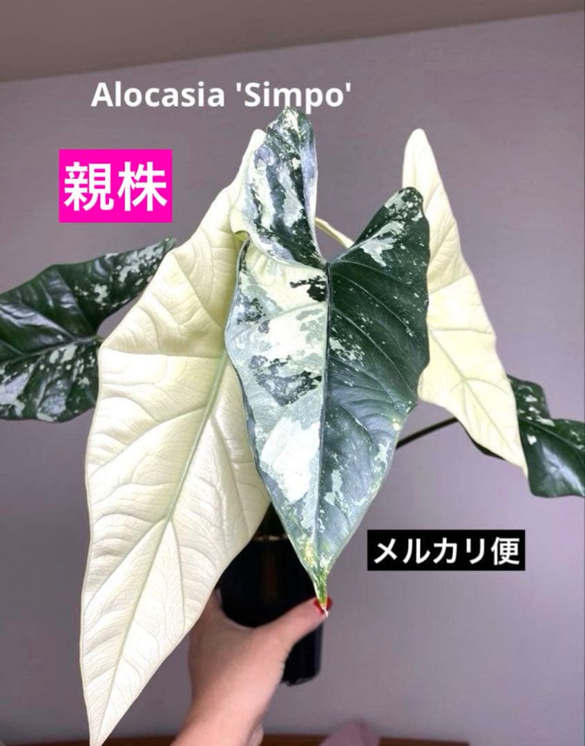 芋✨超希少‼️美株✨】アロカシア シンポ アルボ 斑入り 白斑 レア