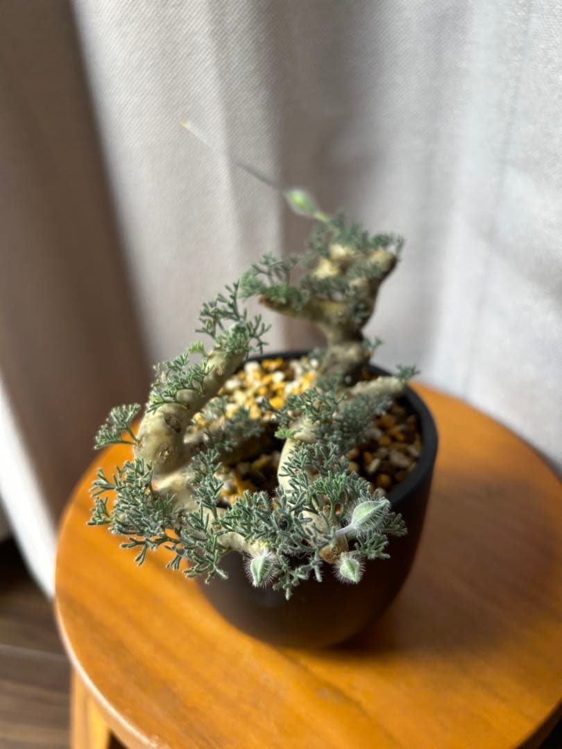 良型発根済サルコカウロン ムルチフィズム モンソニア ムルチフィダ