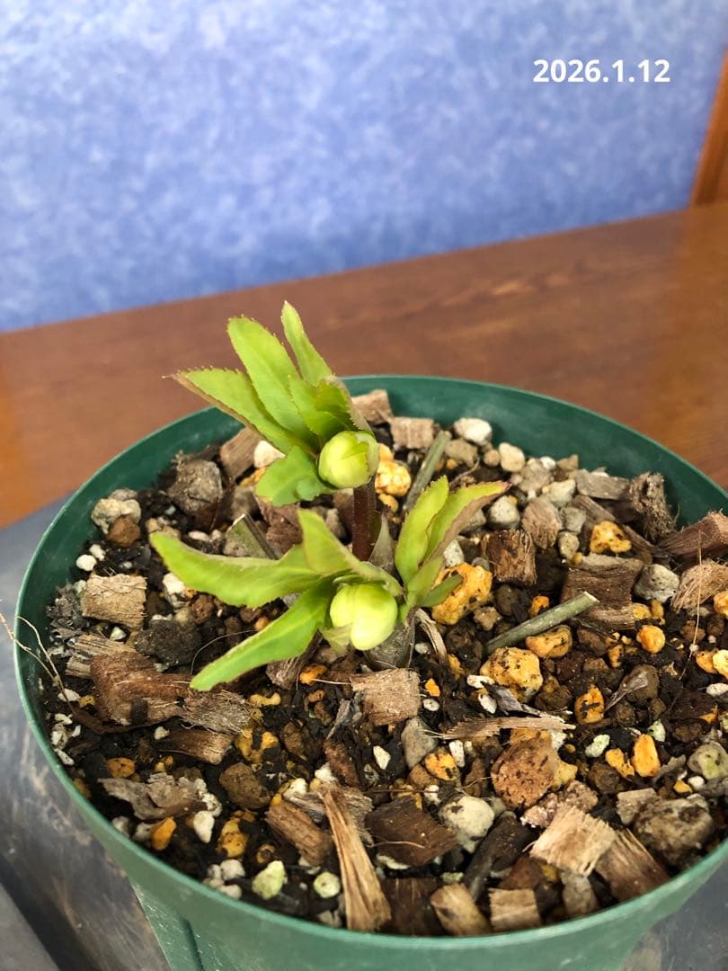 クリスマスローズ　原種　リグリクス① 楽天市場】【現品】クリスマスローズ 一重咲き リグリクス（芳香