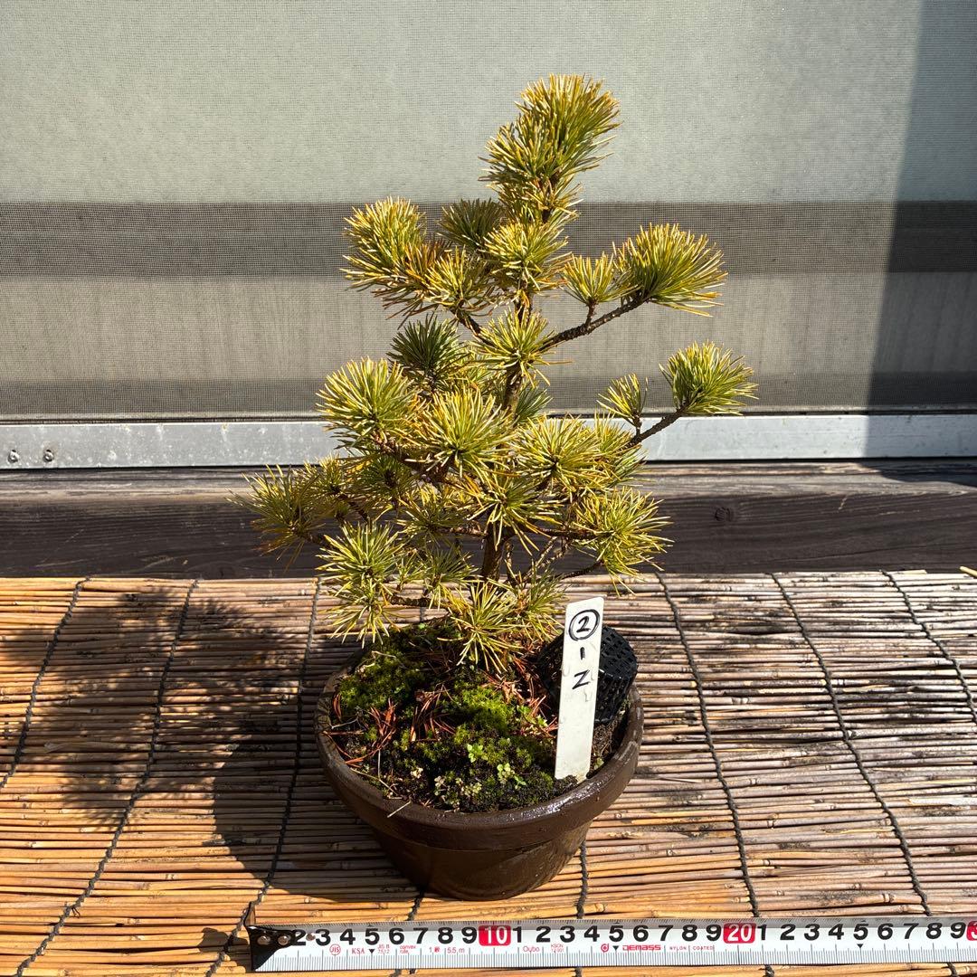 ☆盆栽☆ 赤石五葉松【Z-2】9年物 ☆愛媛県より発送☆ - メルカリ