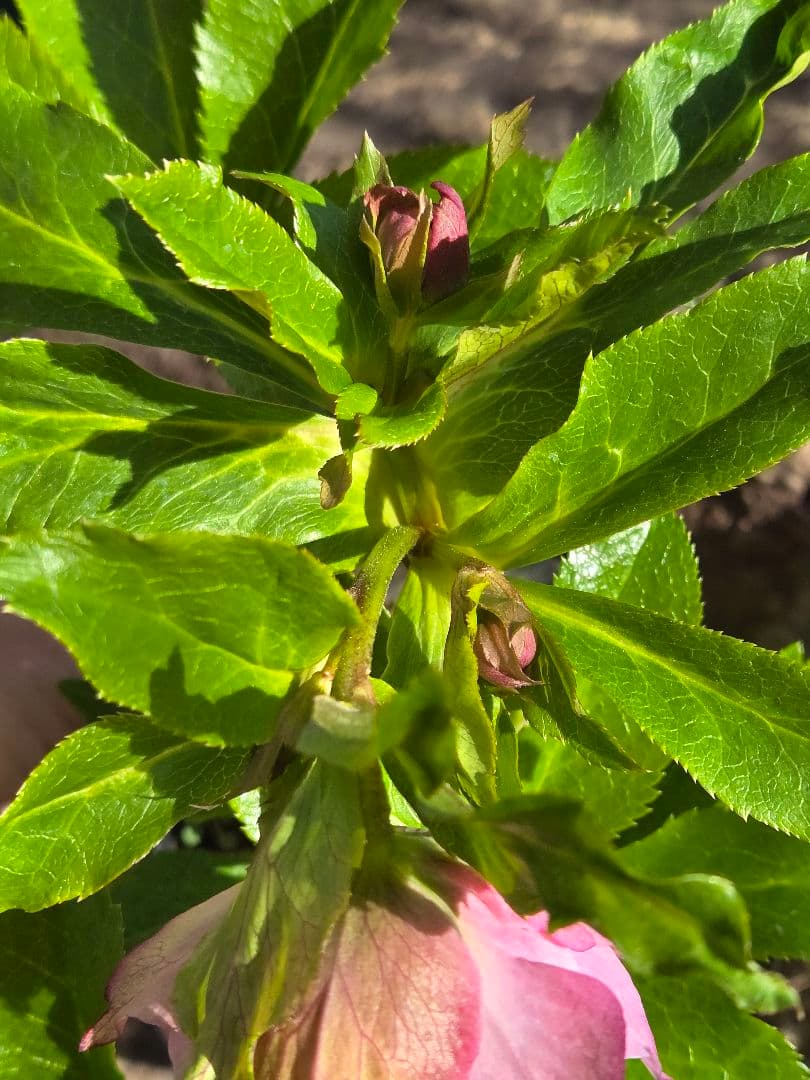 クリスマスローズ シャルウィダンス 若泉ファーム ヒデコート - メルカリ