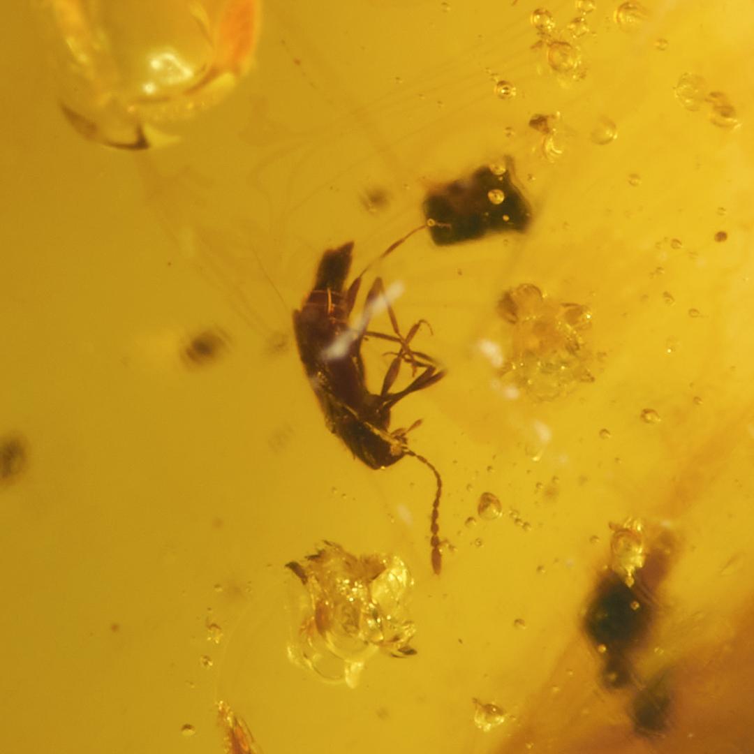 ZB347虫入り琥珀化石 ミャンマー カムティかタナイ産 9900万年前