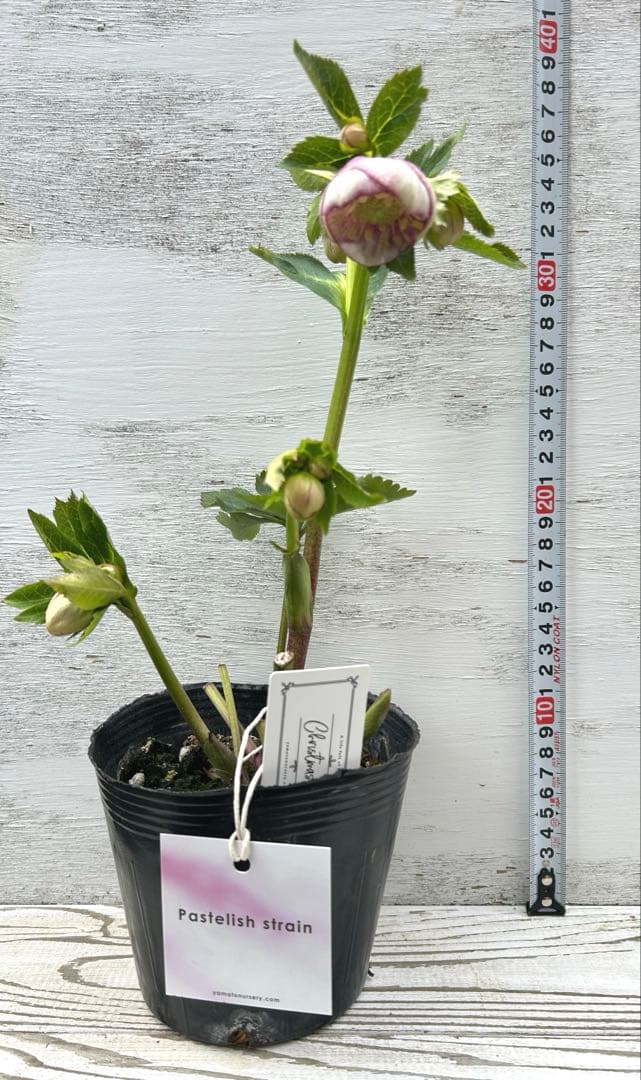 大和園 クリスマスローズ パステリッシュストレイン 蕾8【メルカリ便