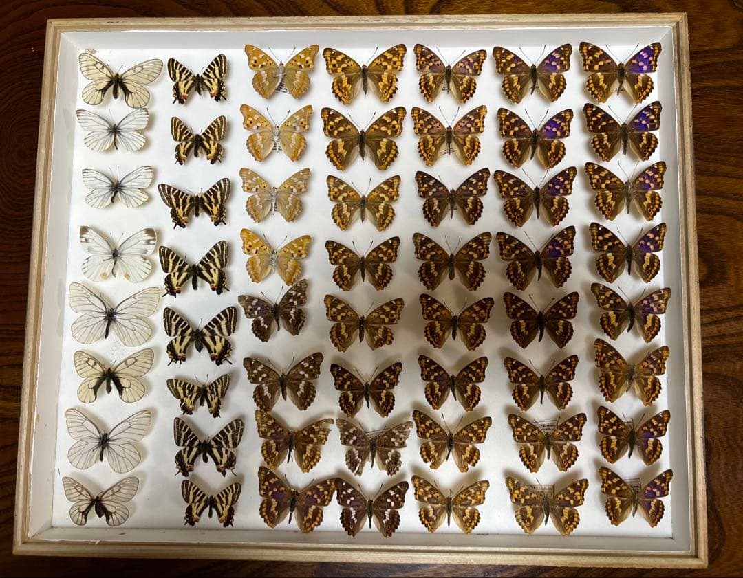 希少蝶標本ドイツガラス木箱現状品のみ41x50x6cm 昆虫用品