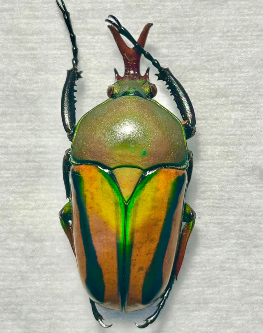 サスマタカナブン色々　みうみう