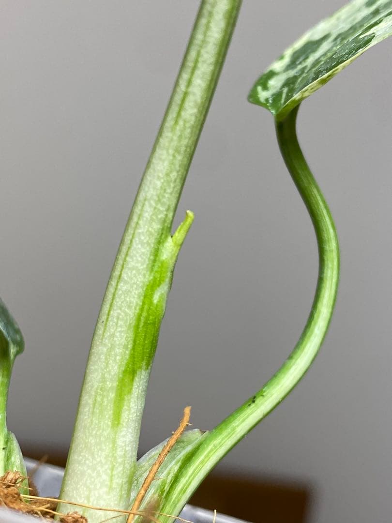 全葉斑入り‼️】モンステラ デリシオーサ バルバソー フシギダネ