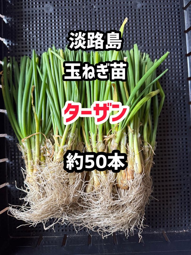 淡路島玉ねぎ苗 ターザン 約50本 - メルカリ