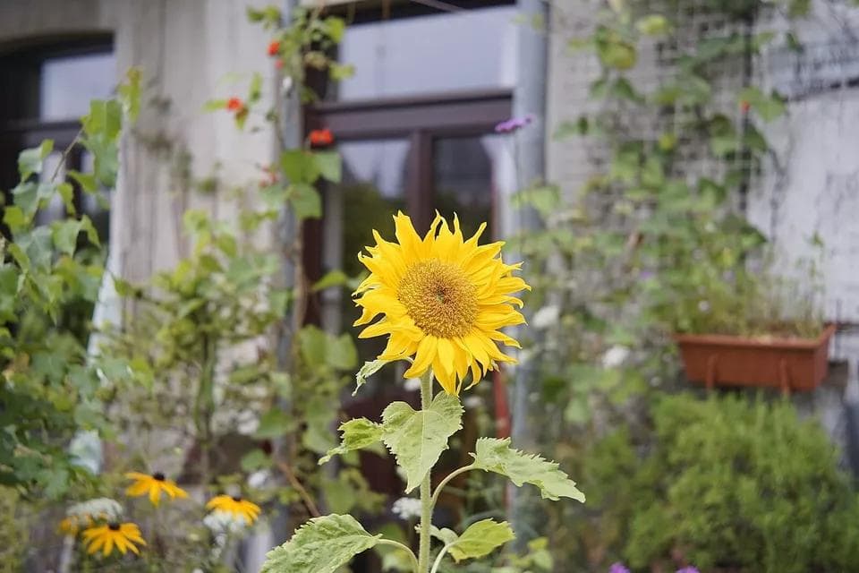 43 改造レンズ　Rodenstock Reomar　ｆ2.8/45 mmL39