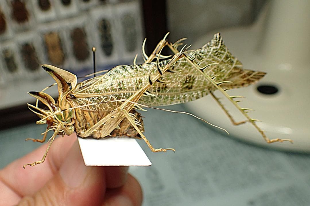 超絶素晴らし個体！南米のサスオガセギス！