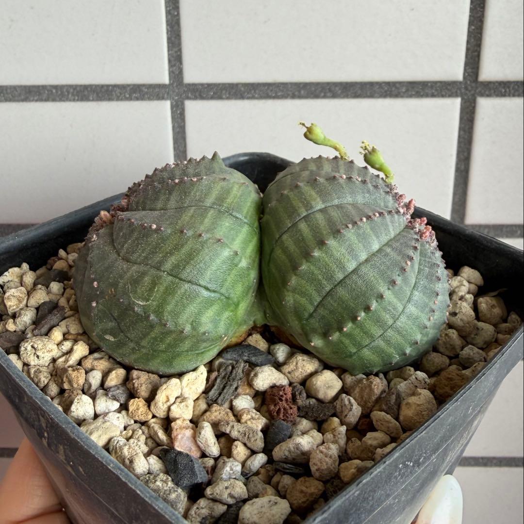 b*i様 ユーフォルビア オベサ 実生モンスト 分頭 異型 モンスト オベサ / ユーフォルビア | LIGHTHOUSE.PLANTS - 海外