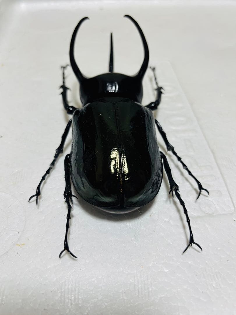 激レア】特大コーカサスオオカブト 128ミリ 死虫 標本 カブトムシ 激