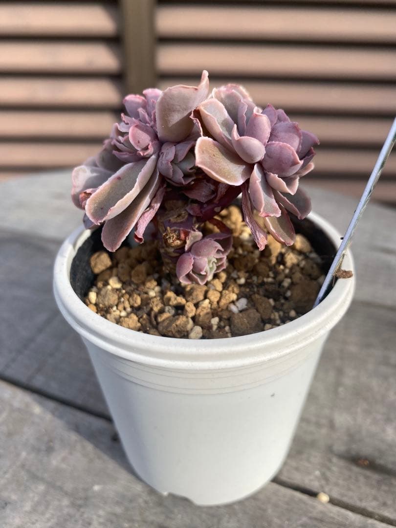 原種 チャザロイ群生 Chazaroi エケベリア 多肉 - メルカリ